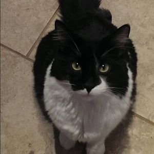 Meet your Posher, Cesar